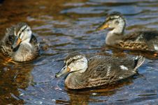 Swimming Ducklings. Royalty Free Stock Images