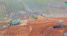 Trees And Fields Royalty Free Stock Images Trees And Fields Royalty Free Stock Images