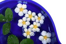 Daisies In A Bowl Stock Images