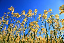 Yellow Herb Under Blue Sky Stock Photo Yellow Herb Under Blue Sky Stock Photo