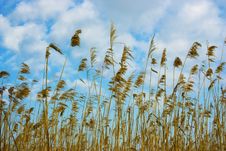 Dry Reed Royalty Free Stock Image Dry Reed Royalty Free Stock Image