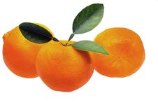 Mandarin Or Tangerine Royalty Free Stock Photos Mandarin Or Tangerine Royalty Free Stock Photos