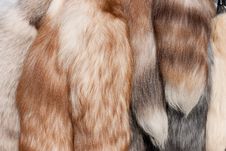 Polar Fox Fur Tails Closeup Stock Photos