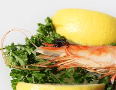 Fly Seafood Feast Royalty Free Stock Images