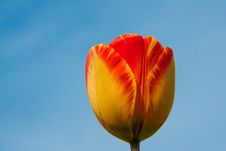 Tulips Royalty Free Stock Photography