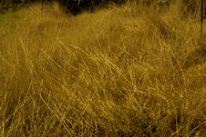 View Of Golden Hayfield Stock Photography View Of Golden Hayfield Stock Photography