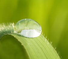 Morning Dew On A Green Grass Royalty Free Stock Photo