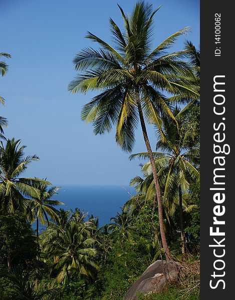 Coconut palm on mountain top with sea view. Coconut palm on mountain top with sea view