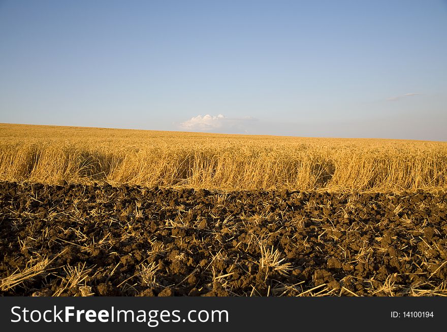 Wheat field and processed soil