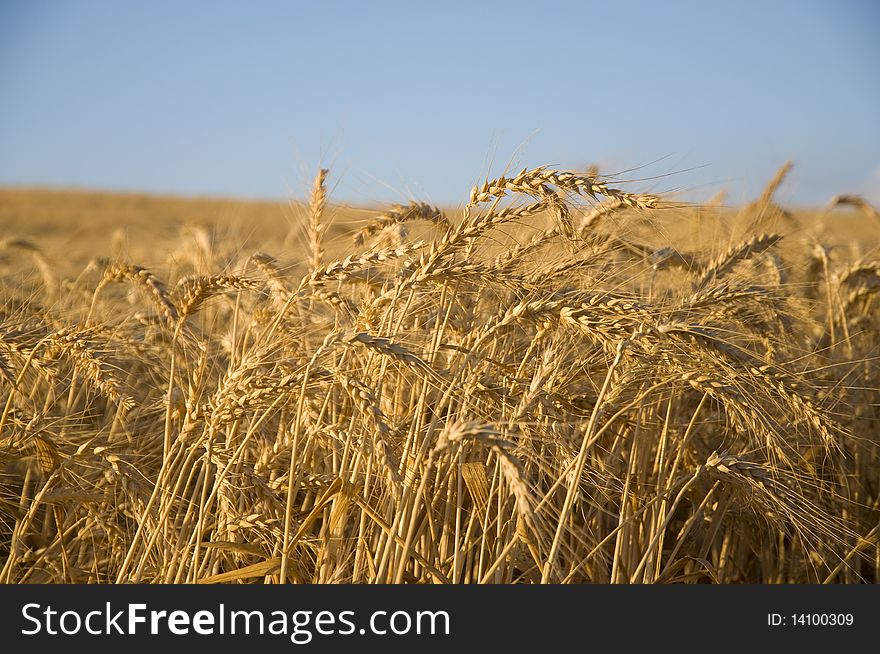 Wheat field close up ready for harvesting