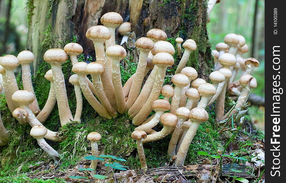 Branch of agaric honey fungus on stump