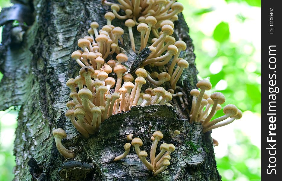 Agaric honey fungus on tree