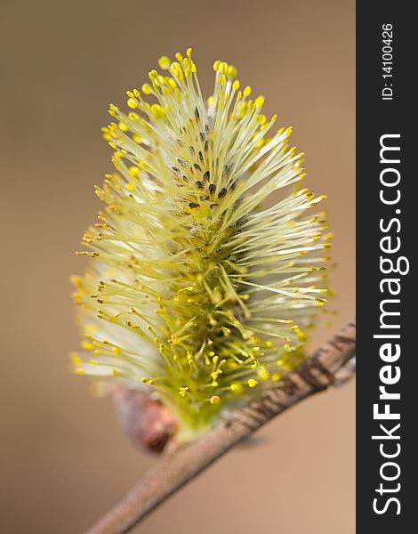 Close-up blossoming pussy-willow