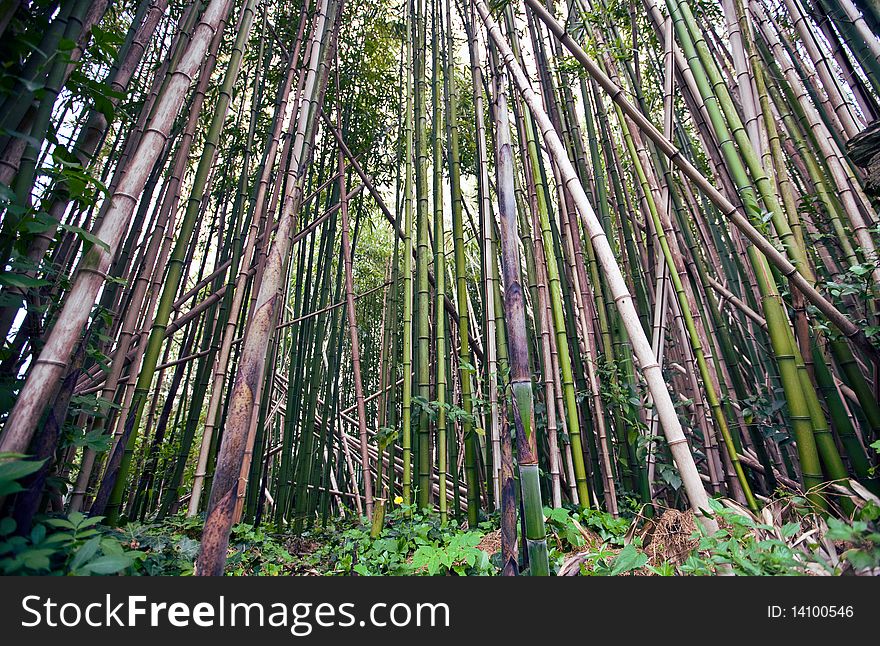 Dense bamboo forest in Mediterranean environment