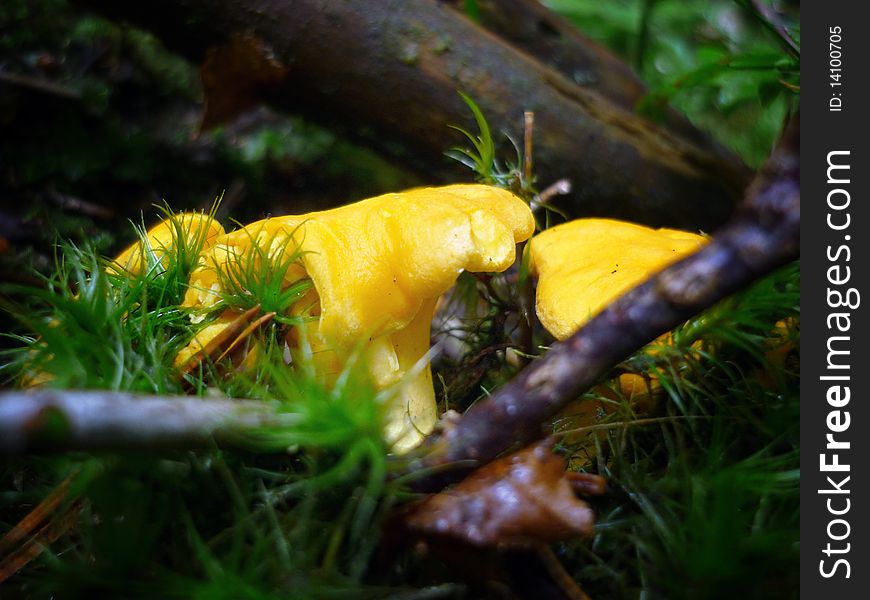 Golden chanterelle is very common and very delicious mushroom. Golden chanterelle is very common and very delicious mushroom.