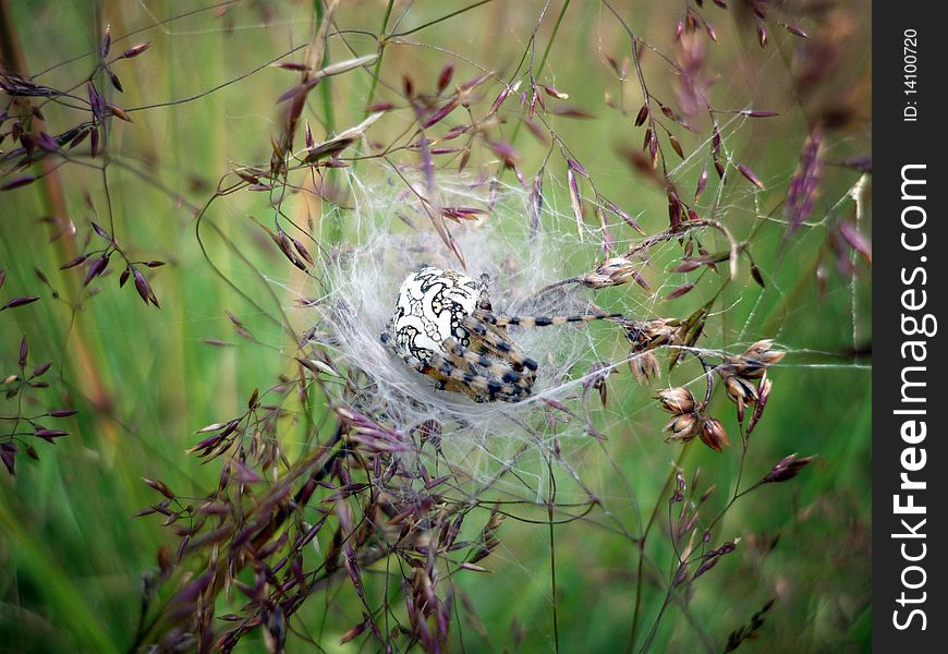 A pregnant spider sleeping on its net.