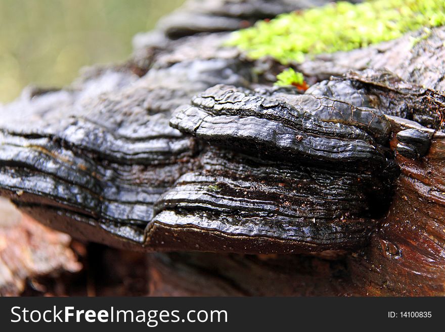 Bracket Fungi on an old dead Silver Birch tree