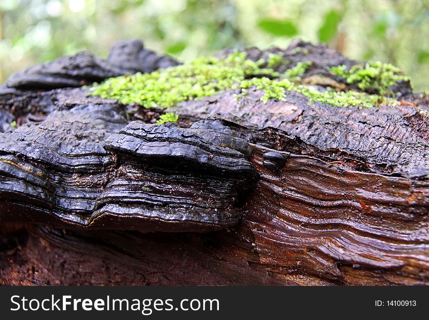 Bracket Fungi and moss on an old dead Silver Birch tree in a forest