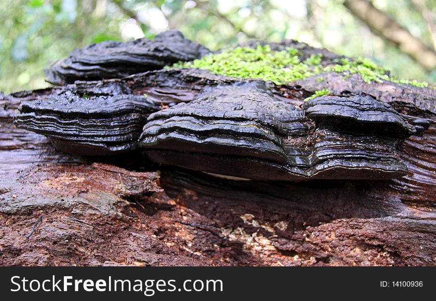 Bracket Fungi on an old dead Silver Birch tree