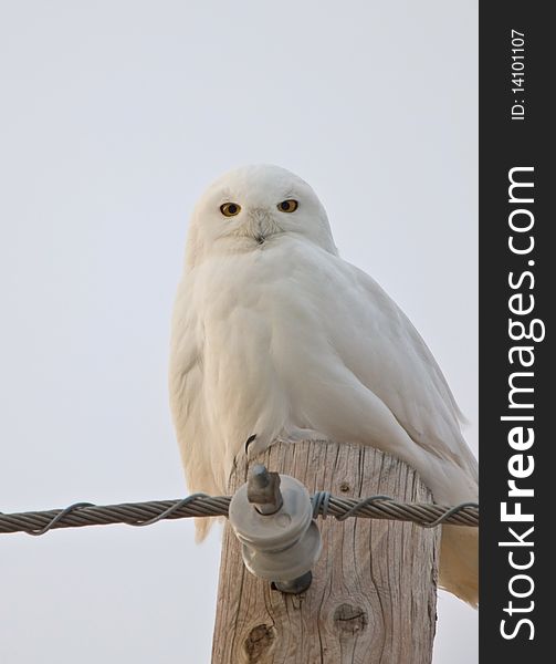 Snowy Owl Saskatchewan Canada Male