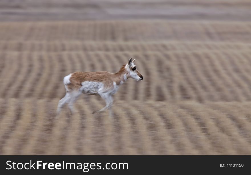 Pronghorn Antelope Saskatchewan Canada blur panned motion Saskatchewan