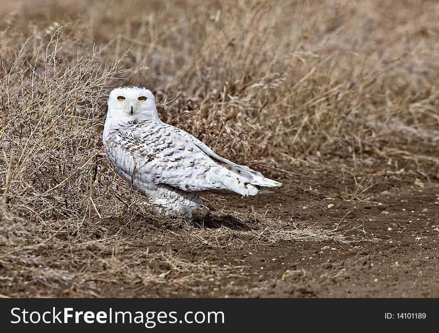 Snowy Owl Saskatchewan Canada ground prairie