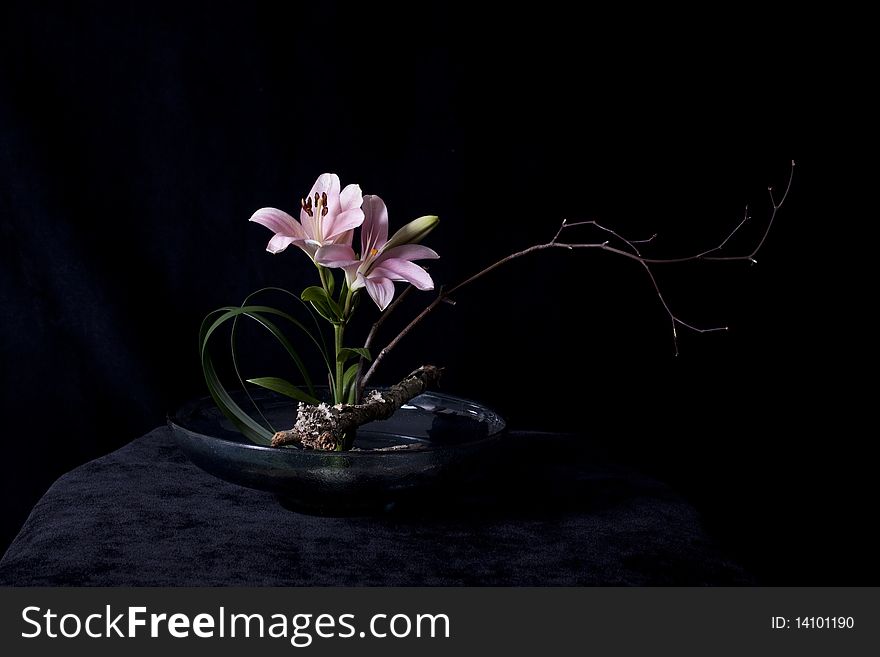 Ikebana setup with Lily with black background