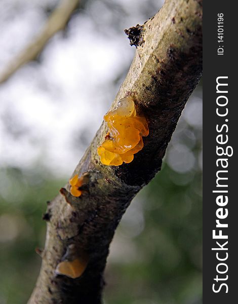 Jelly Fungus Growing On A Tree Branch