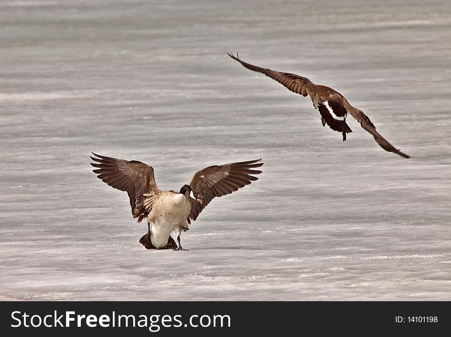 Canada Geese fighting playing on Ice Saskatchewan prairie