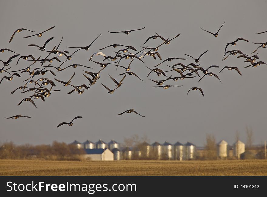 Snow Geese And White Fronted Geese Canada in Flight Saskatchewan. Snow Geese And White Fronted Geese Canada in Flight Saskatchewan