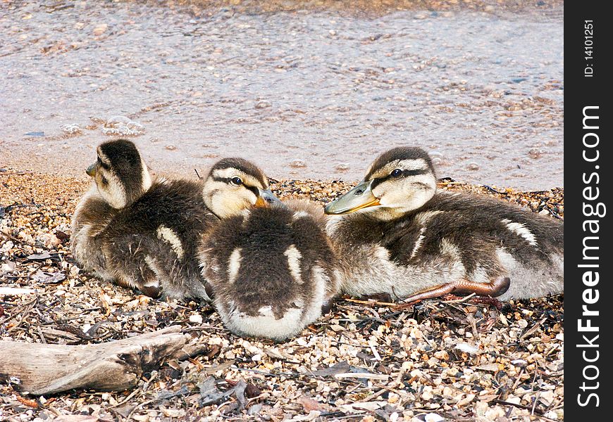 Three baby ducks cuddling on the sand near a lake.