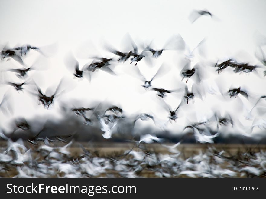 Motion Blurred Panned Snow Geese flight Saskatchewan. Motion Blurred Panned Snow Geese flight Saskatchewan