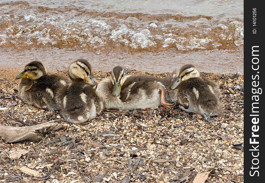 Baby ducks snuggling on the ground near a lake.  There are 4 ducklings.