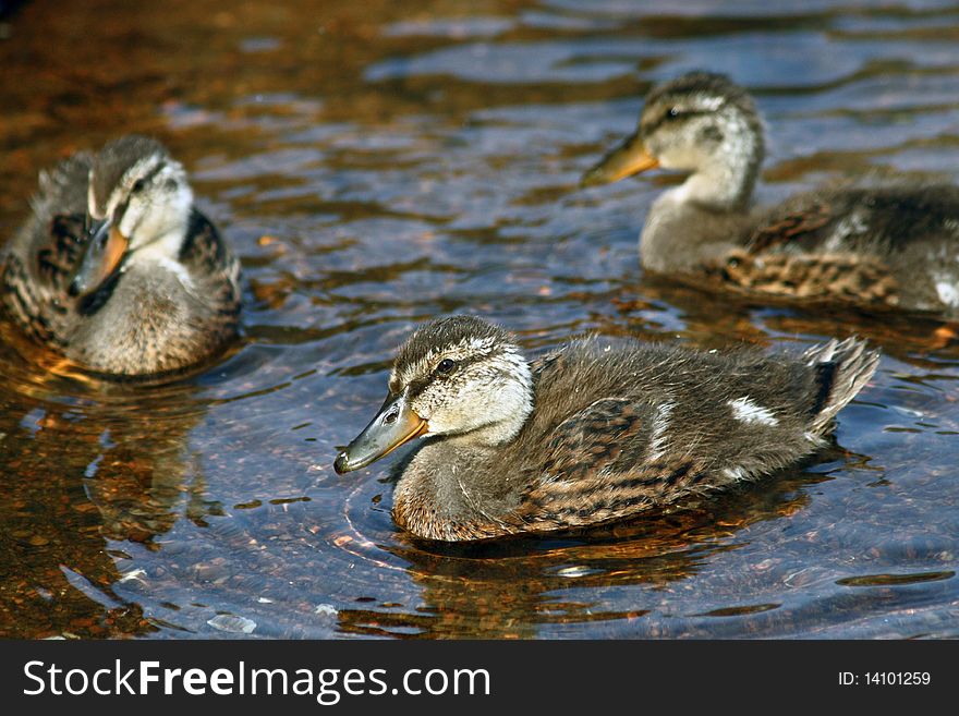 Three wild ducklings are swimming.  The one in the front is in focus and centered. Three wild ducklings are swimming.  The one in the front is in focus and centered.