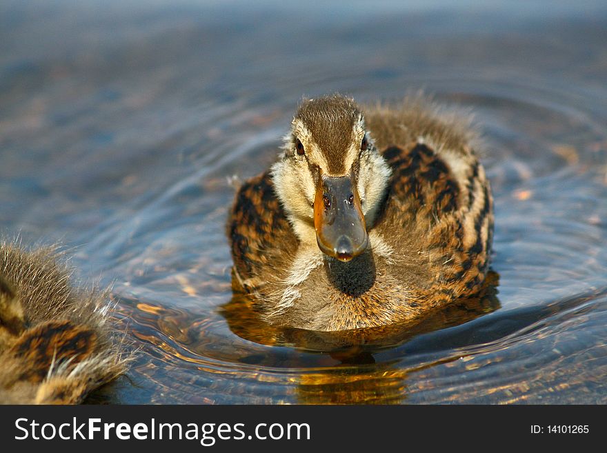 Closeup of a duckling in a lake facing the camera. Closeup of a duckling in a lake facing the camera.