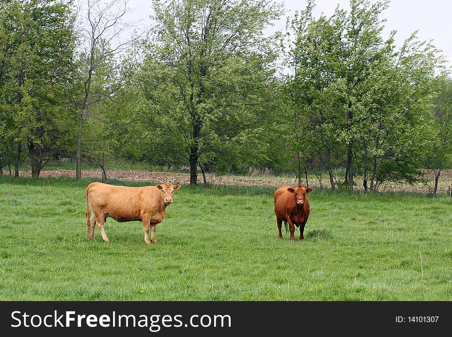 Cows in the pasture in the country. Cows in the pasture in the country