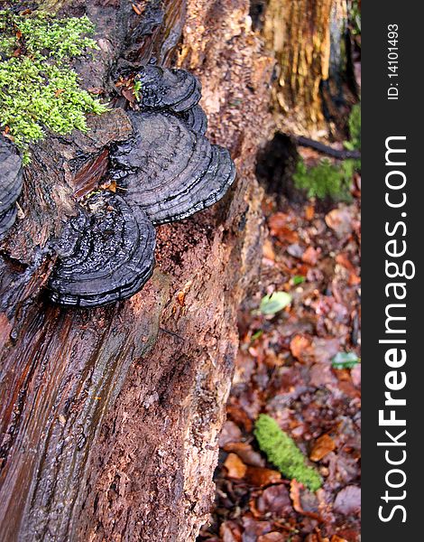 Bracket Fungi and moss on an old dead Silver Birch tree in a forest