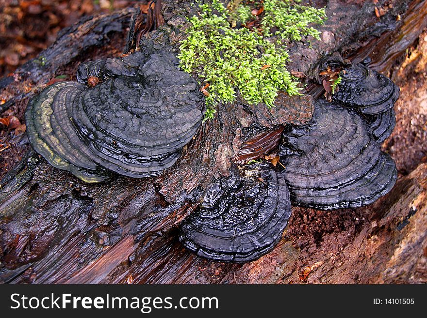 Bracket Fungi and moss