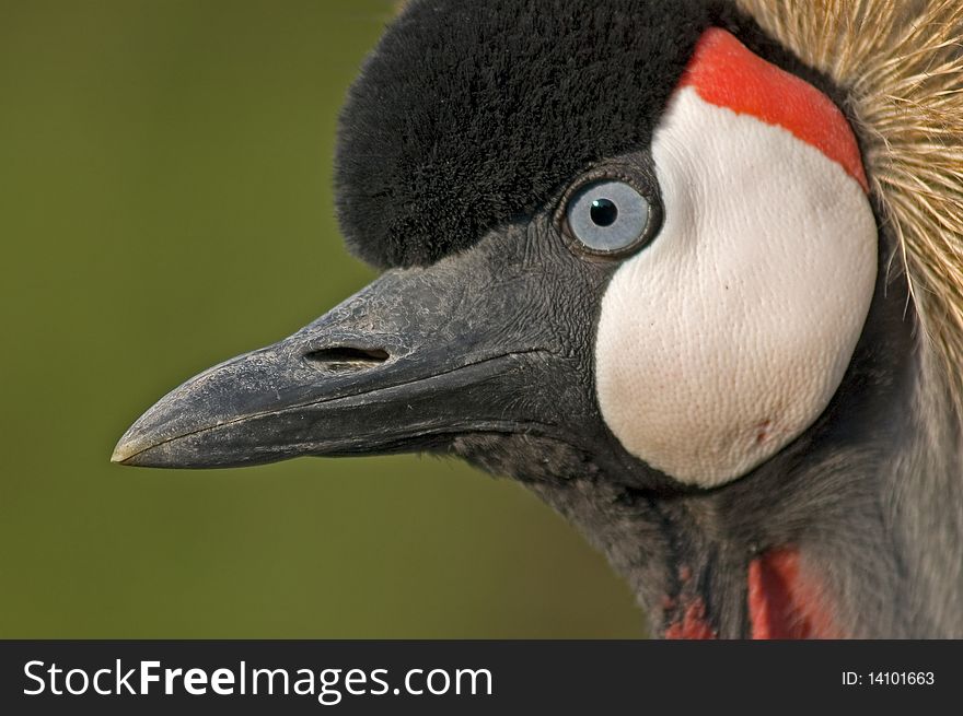 Crowned crane (Balearica pavonina) in captivity, close up shot. Copy space. Crowned crane (Balearica pavonina) in captivity, close up shot. Copy space.