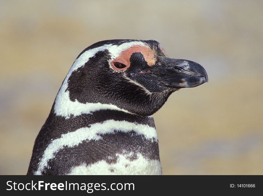 Magellenic Penguin.