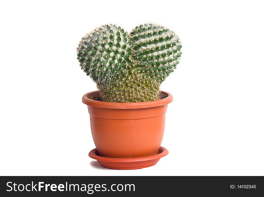 A cactus in a pot on a white background.