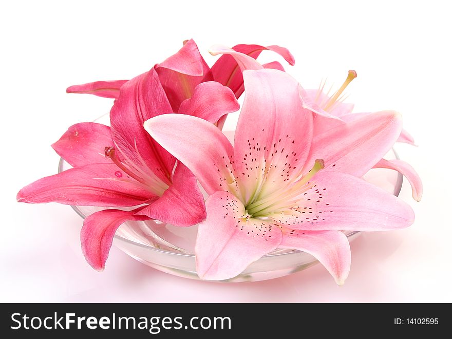 Fine lilies on a white background