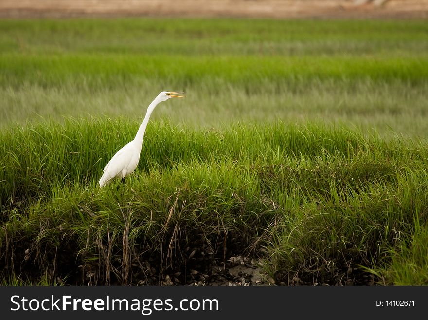 A white stork in a habitat of tall grass. A white stork in a habitat of tall grass