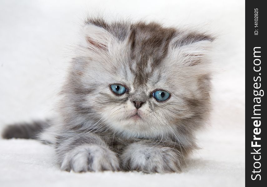 Portrait of fluffy kitten with blue eyes