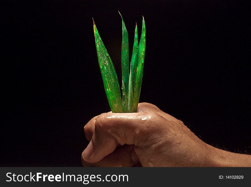 This is an image of some grass that a hand is hold on to it tightly. This is an image of some grass that a hand is hold on to it tightly