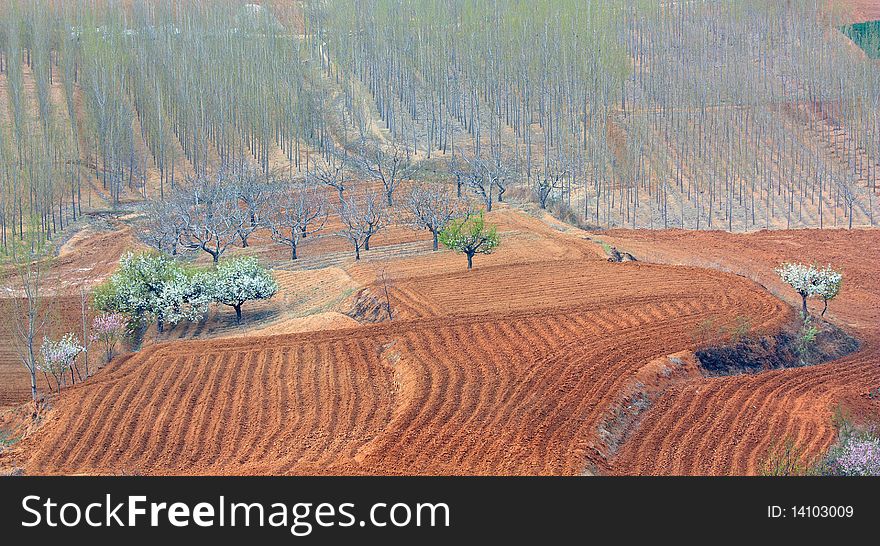 Trees and fields in spring.