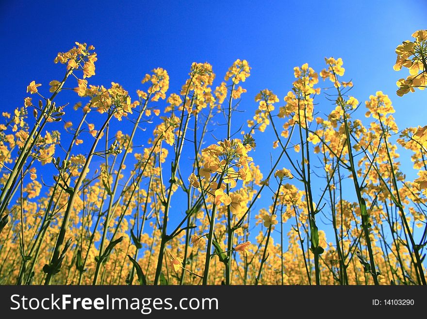 Yellow herb under blue sky close-up