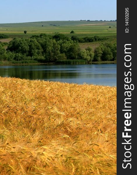 Maturing wheat with blue sky and lake in the background. Maturing wheat with blue sky and lake in the background