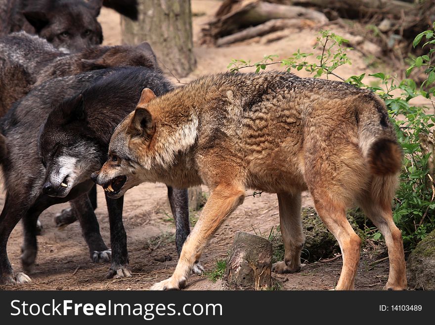 Wolf (canis Lupus)