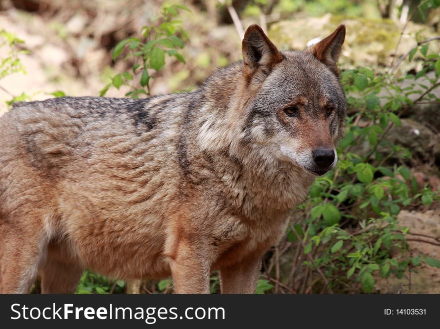 Wolf (canis lupus)